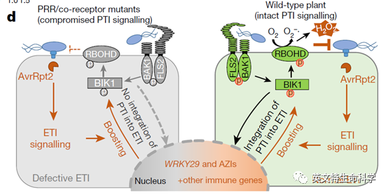 Nature"背靠背":揭示植物免疫系统PTI和ETI协同作用的新机制
