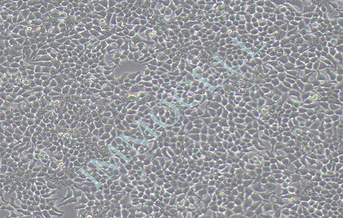 293T人胚肾细胞