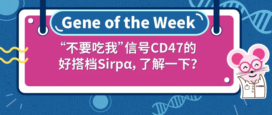 Sirp基因敲除小鼠助力肿瘤研究