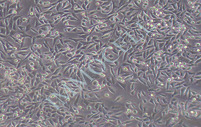 逸漠4T1小鼠乳腺癌细胞