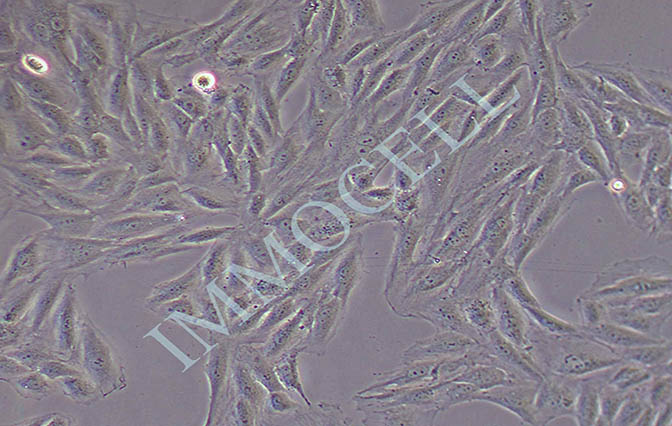 H9C2大鼠心肌细胞
