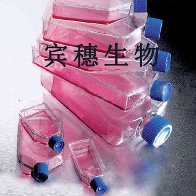 Cwr22r Cells 人前列腺癌体外血清培养细胞 配套完全培养基 价格 厂家 供应商 上海宾穗生物科技有限公司 丁香通