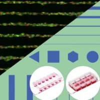 德国ibidi µ-Slides With Test µ-Patterns载玻片83851