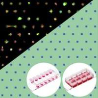 德国ibidi µ-Slides单细胞µ-Pattern载玻片 µ-Slides