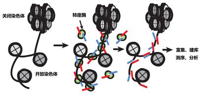 Nature Commus: PippinHT助力UMI-ATAC-seq  技术，提高开放染色质的检测灵敏度