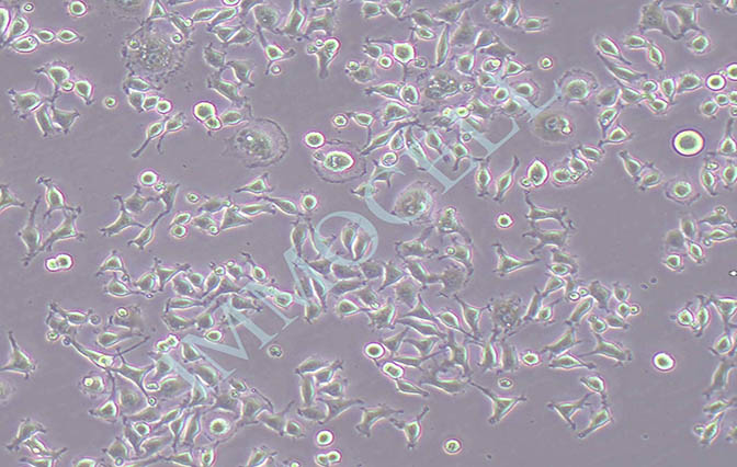 L929-LUC-GFP-PURO小鼠成纤维细胞