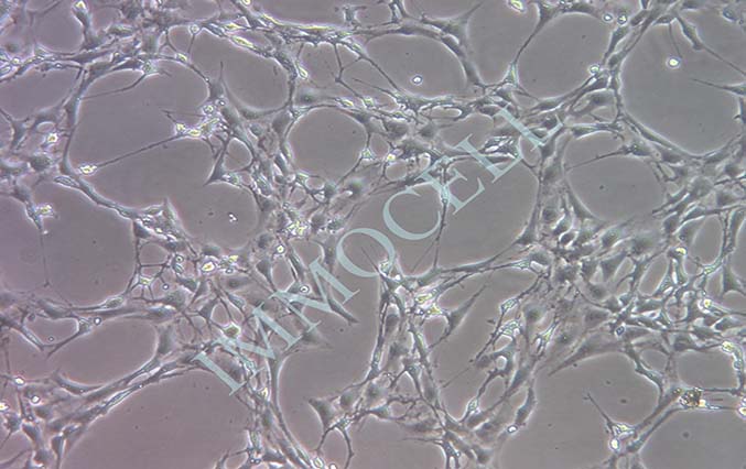 逸漠3T3-L1小鼠胚胎成纤维细胞
