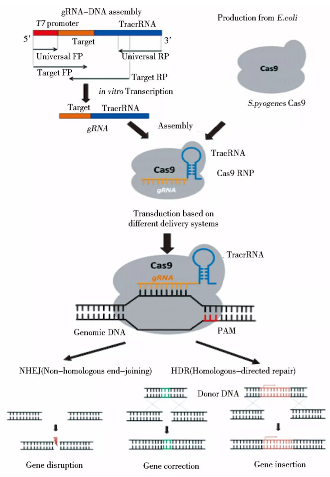 基因编辑实验壁垒多？不妨试试Cas9 RNP体系