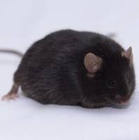 现货 BKS-DB/DB小鼠  自发II型糖尿病小鼠