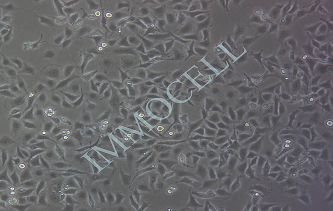 HK-2人肾皮质近曲小管上皮细胞