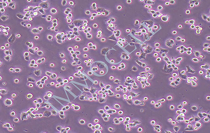 neuro-2a(N2A)小鼠脑神经瘤细胞