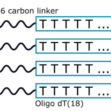 oligo (DT)亲和层析整体预装柱mRNA纯化制备柱