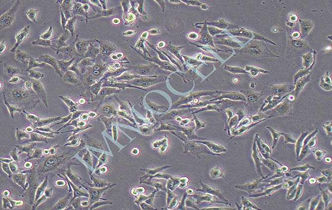 BHK-21 幼仓鼠肾细胞