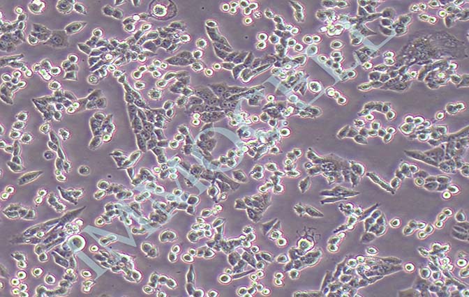逸漠LLC小鼠Lewis肺癌细胞