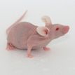 BALB/c-Nude 裸鼠 成瘤  免疫缺陷