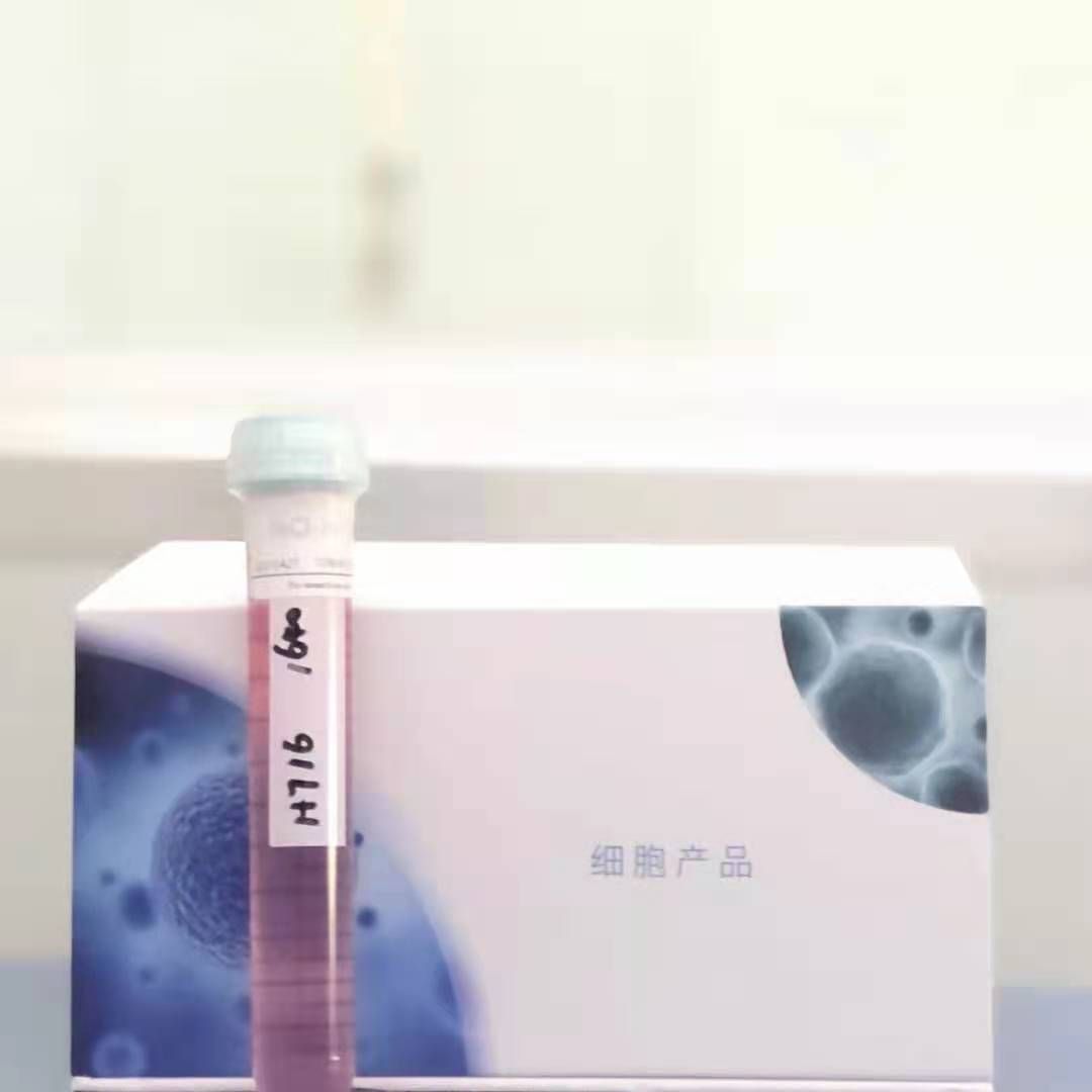 人宫颈癌细胞HELA-S3(通过STR鉴定)