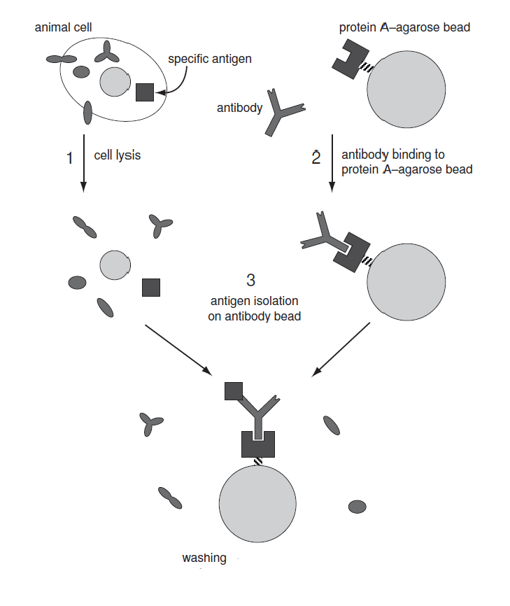 IP/Co-IP —— 一场追捕游戏！