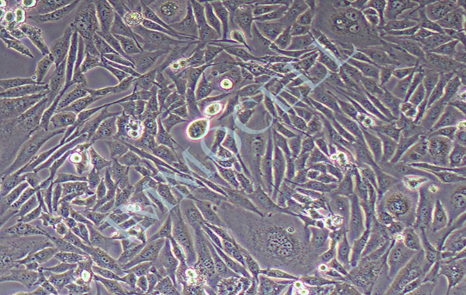 逸漠BHK-21 幼仓鼠肾细胞