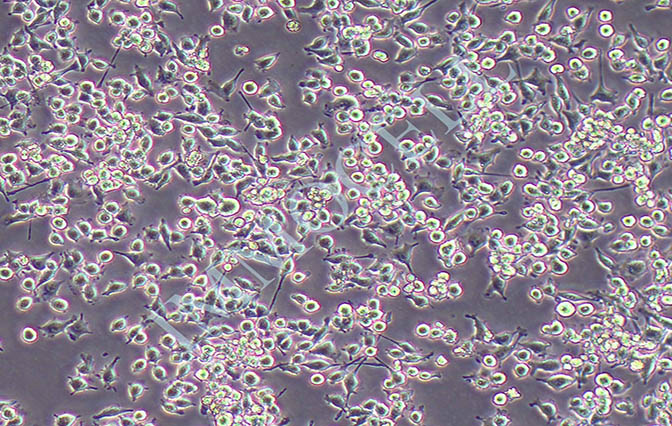 逸漠BV2小鼠小胶质细胞