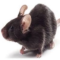 APP/PS1小鼠 双转鼠 老年痴呆小鼠 厂家现货