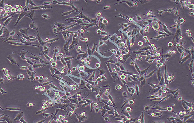 CT26小鼠结肠癌细胞