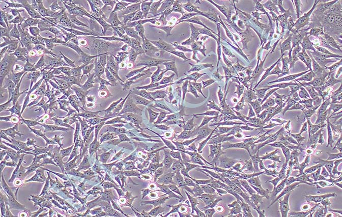HT22小鼠海马神经元细胞 