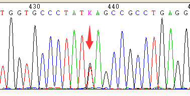 SNP|位点检测统计及关联分析解密