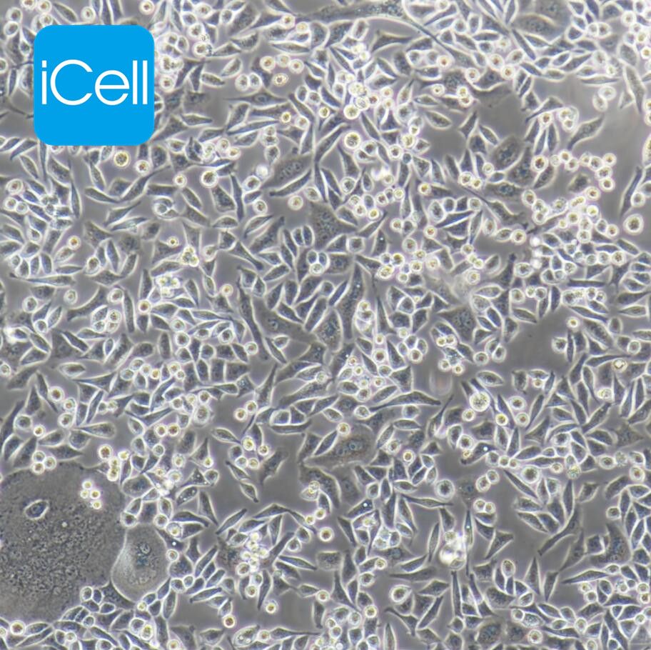 BEL-7402 肝癌细胞 STR鉴定  赛百慷（iCell）
