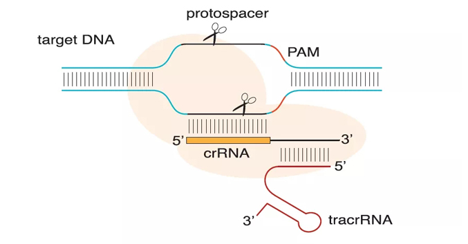 CRISPR-Cas9常见问题解答（FAQ），助您轻松解决实验困惑！