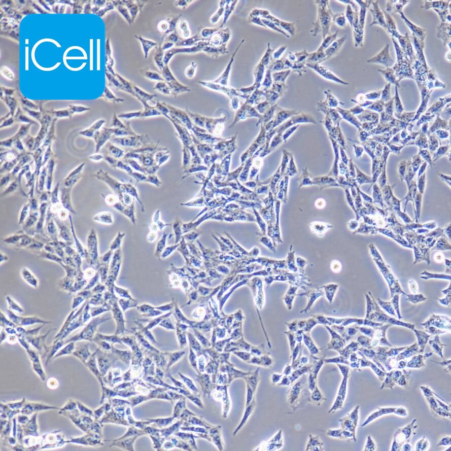 CTX-TNA2 大鼠脑I型星形胶质细胞  赛百慷（iCell）