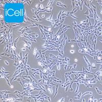 CTX-TNA2 大鼠脑I型星形胶质细胞/种属鉴定