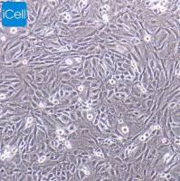 CFSC-8B、CFSC-8B细胞、CFSC8B细胞、CFSC8B、大鼠肝星形细胞/种属鉴定/镜像绮点(Cellverse)