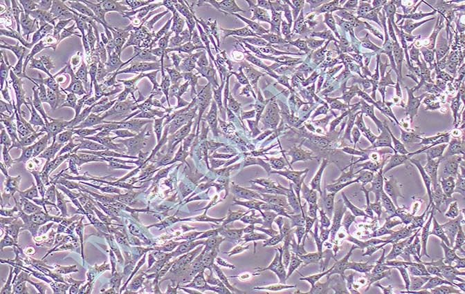 逸漠HT22小鼠海马神经元细胞 