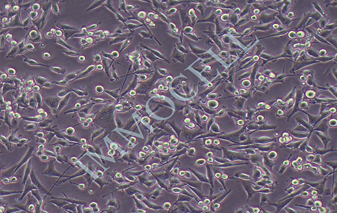 逸漠CT26小鼠结肠癌细胞