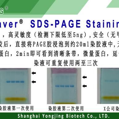timesaver SDS-PAGE Staining Buffer快速染液