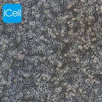 CHO-dhfr |CHO-dhfr细胞|CHOdhfr|CHOdhfr细胞|CHO-dhfr 中国仓鼠卵巢细胞/镜像绮点(Cellverse)