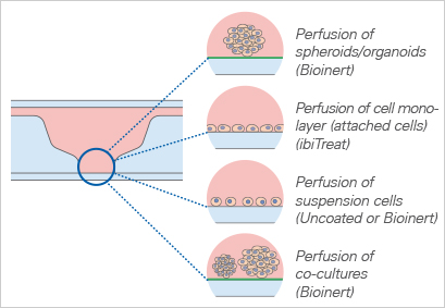 µ-Slide球体灌注通道培养载玻片