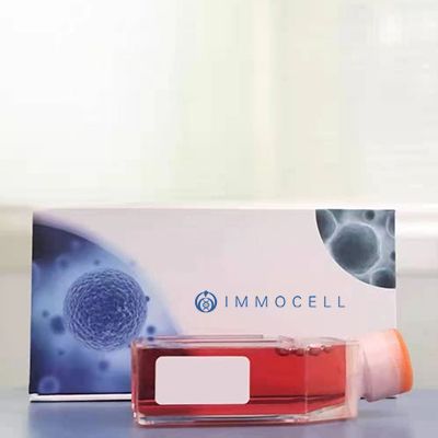 人脐血DC细胞丨人原代细胞 培养丨逸漠（immocell）