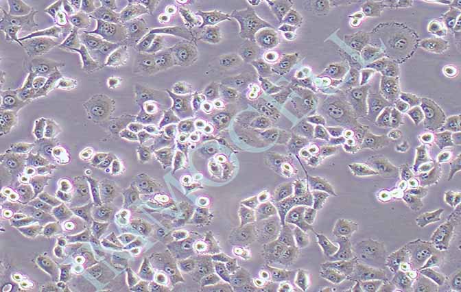 逸漠PANC-1-LUC人胰腺癌