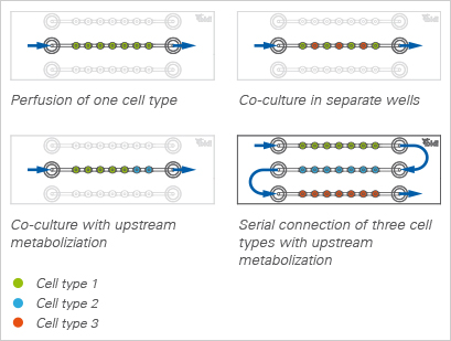 µ-Slide球体灌注通道培养载玻片