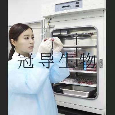 SCL-2 Cells;人皮肤鳞癌克隆细胞|STR鉴定图谱