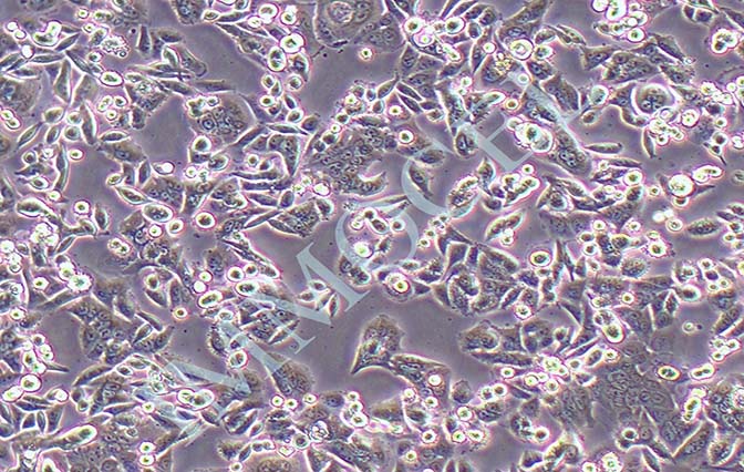 逸漠SW480-LUC人结肠腺癌细胞