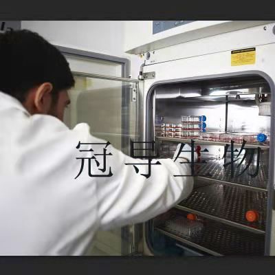 LAN6 Cells;人神经母克隆细胞|STR鉴定图谱