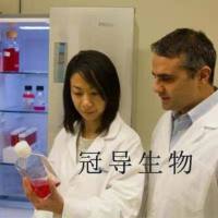 Statens Seruminstitut Rabbit Cornea Cells;兔角膜上皮克隆细胞|STR鉴定图谱