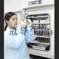 M-O7e Cells;人巨核克隆细胞|STR鉴定图谱