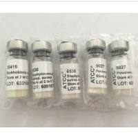 NBRC12714 凝结芽孢杆菌