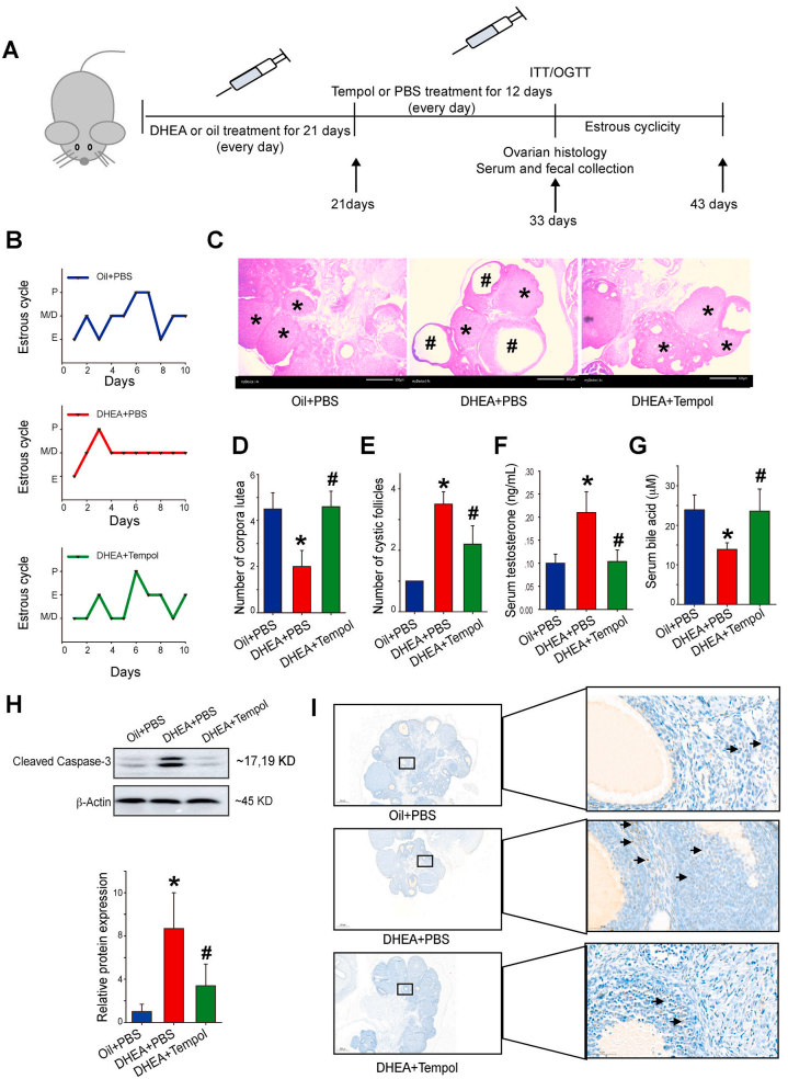 客户文章 | 代谢组学+16s研究Tempol对PCOS的潜在治疗效果