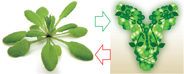 Plant Antibody |植物基因功能研究的“螺旋桨”