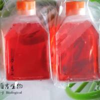 MDA-MB-231/Luc人乳腺癌细胞带荧光素酶