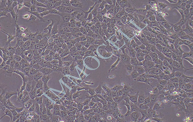 MB49小鼠膀胱癌细胞 